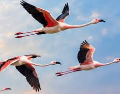 Flamencos en vuelo sobre el delta