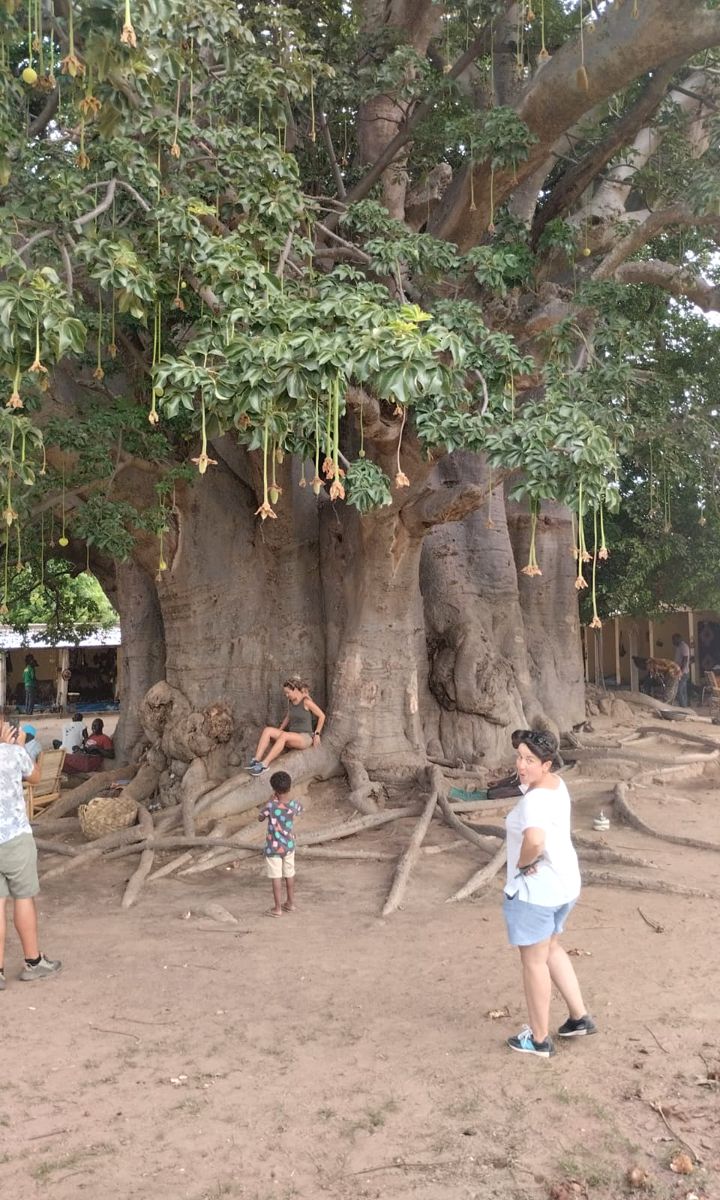 Viajeros junto al baobab gigante de Fadial, en Senegal