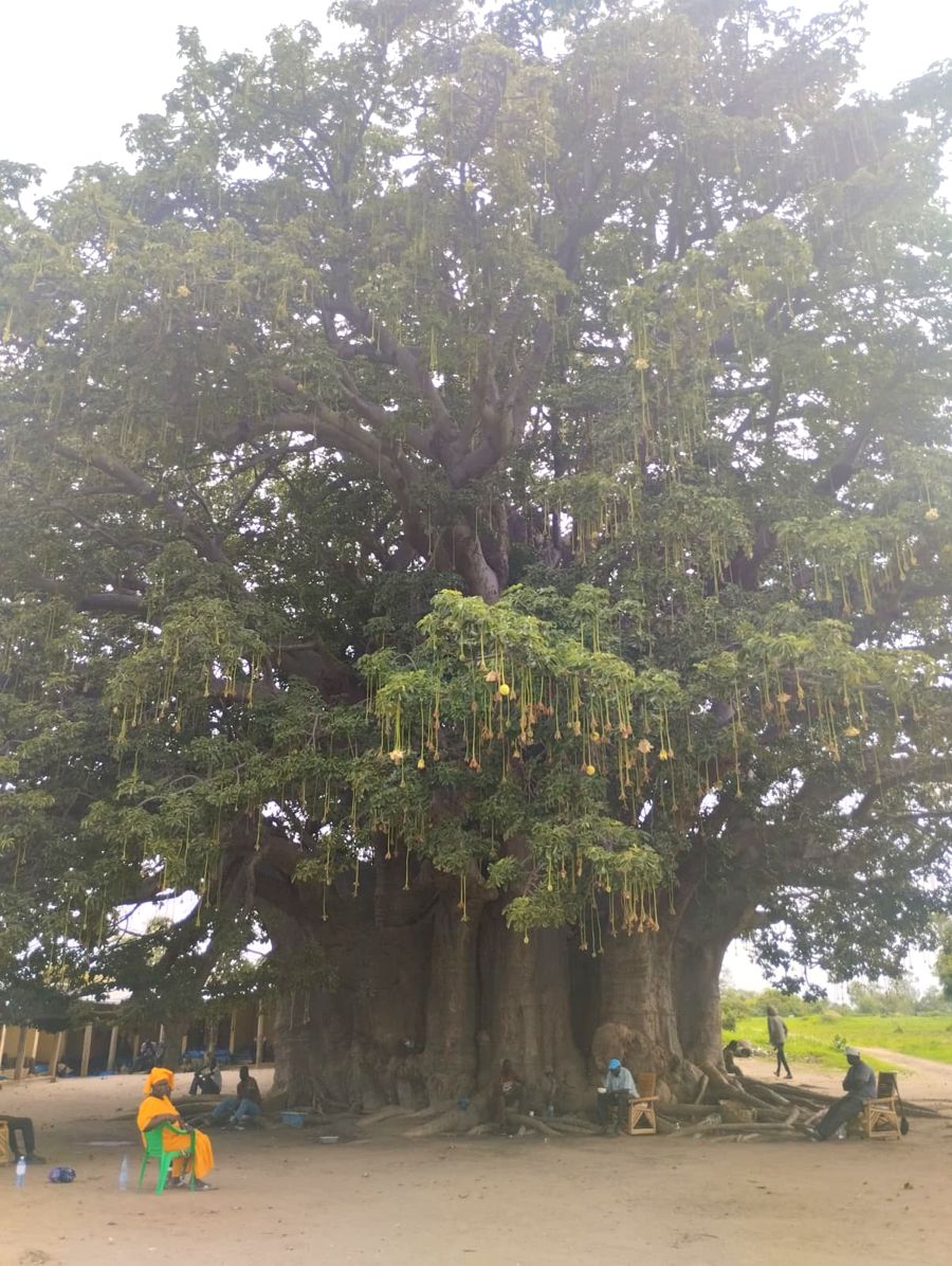 Baobab gigante de Fadial con gente sentada a su sombra