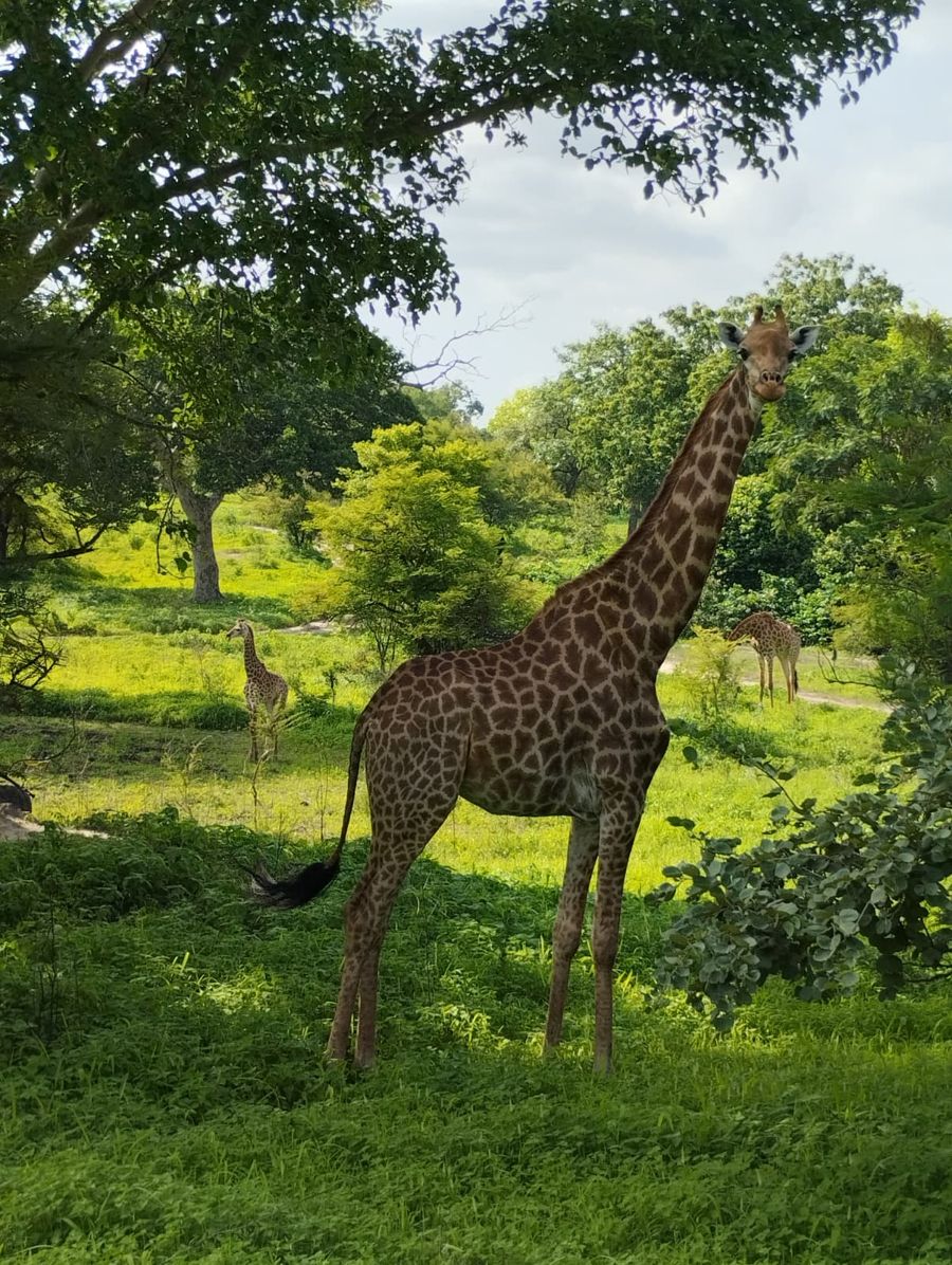 Jirafa mirando a cámara en una reserva